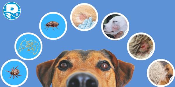 perros con distemper