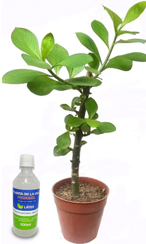 maceta-y-planta-de-la-vida